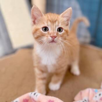 Ember -  Domestic Short Hair Cat for Adoption in Green Bay, Wisconsin - Ember | PetCurious