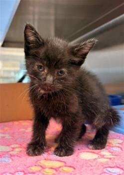 FRIDA -  Domestic Short Hair Cat for Adoption in Baytown, Texas - FRIDA | PetCurious