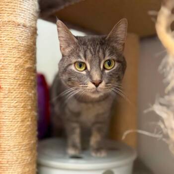 Mimi -  Domestic Short Hair Cat for Adoption in Milan, Illinois - Mimi | PetCurious