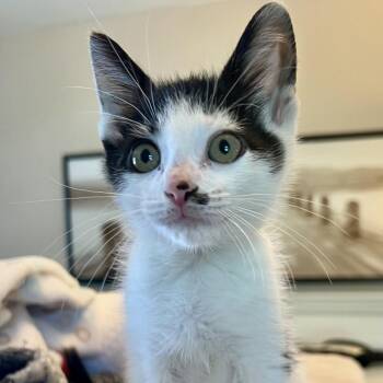 Tippy -  Domestic Short Hair Cat for Adoption - Tippy | PetCurious