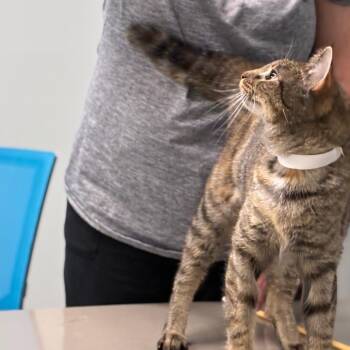 Feebee -  Domestic Short Hair Cat for Adoption in Shelbyville, Indiana - Feebee | PetCurious