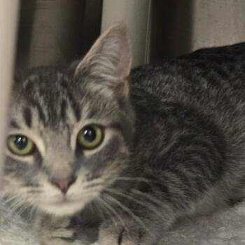 Sully -  Domestic Short Hair Cat for Adoption in Waynesboro, Pennsylvania - Sully | PetCurious