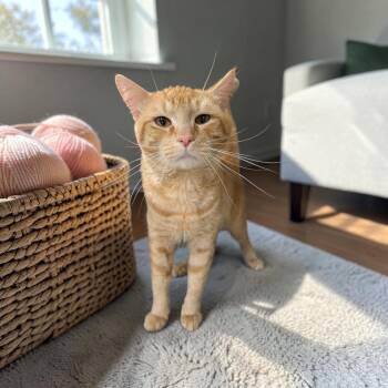 Mr. Mom -  Tabby Cat for Adoption in Wilmington, Ohio - Mr. Mom | PetCurious