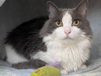 Luna -  Domestic Medium Hair Cat for Adoption in Hyde Park, New York - Luna | PetCurious