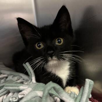 Freddie Mercury -  Domestic Short Hair Cat for Adoption - Freddie Mercury | PetCurious