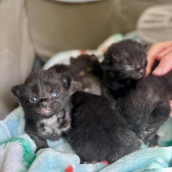 Macaroni 2252 -  Domestic Medium Hair Cat Available for Adoption in Kansas City, Missouri - Macaroni 2252 | PetCurious