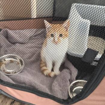 Mochi Kitto -  Domestic Short Hair Cat for Adoption in Long Beach, California - Mochi Kitto | PetCurious