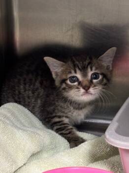 Rescue Domestic Short Hair Cats for Adoption in Ellijay, Georgia - Snapper | PetCurious