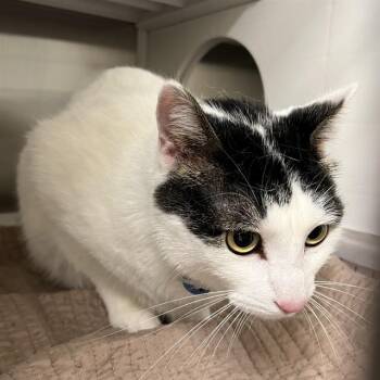 FREDDIE -  Domestic Short Hair Cat for Adoption in St. Louis, Missouri - FREDDIE | PetCurious
