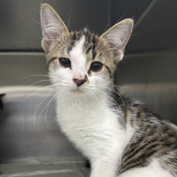Angry Potato -  Domestic Long Hair Cat for Adoption in Corbin, Kentucky - Angry Potato | PetCurious