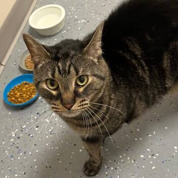 Domestic Short Hair Cats Available for Adoption - Buster | PetCurious
