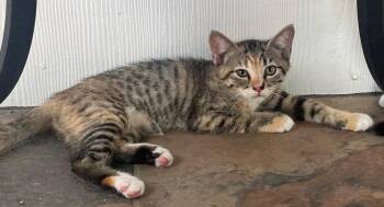 Chicken on a Stick -  Domestic Short Hair Cat for Adoption in San Antonio, Texas - Chicken On A Stick | PetCurious
