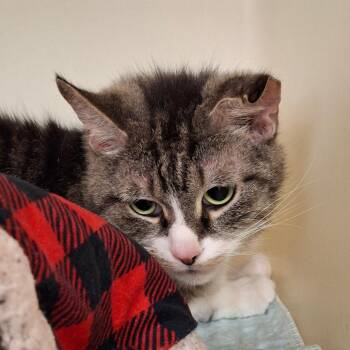 Matt -  Domestic Short Hair Cat for Adoption in Zanesville, Ohio - Matt | PetCurious