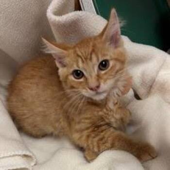 Rescue Domestic Short Hair Cats for Adoption in Green Valley, Arizona - Adventure | PetCurious