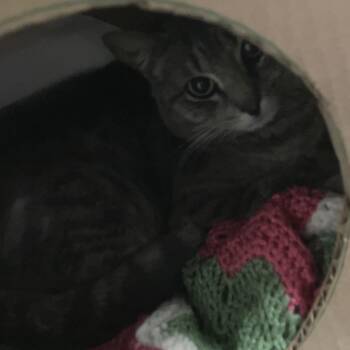 Domestic Short Hair Cats Available for Adoption in Idaho Falls, Idaho - Barn Cat (Joker) | PetCurious