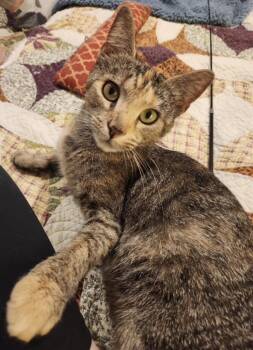 Franny -  Domestic Short Hair Cat for Adoption in Alexandria, Virginia - Franny | PetCurious