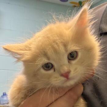 Monza -  Domestic Medium Hair Cat for Adoption in Jacksonville, Arkansas - Monza | PetCurious