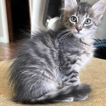 Mason -  Domestic Short Hair Cat for Adoption in Tampa, Florida - Mason | PetCurious