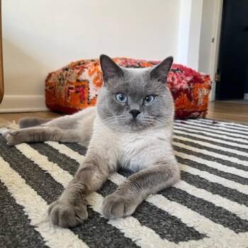British Shorthair Cats Available for Adoption in Pittsburgh, Pennsylvania - Enzo | PetCurious