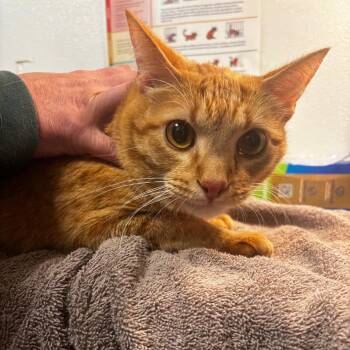 Harry -  Domestic Short Hair Cat for Adoption in Tulsa, Oklahoma - Harry | PetCurious