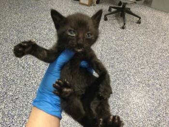 Domestic Short Hair Cats Available for Adoption in Thousand Palms, California - CHANDLER | PetCurious