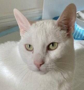 Lyric (Happy Single) -  Domestic Short Hair Cat for Adoption in Richmond Hill, Ontario - Lyric (Happy Single) | PetCurious