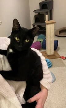 Rescue Domestic Short Hair Cats for Adoption in Greenwich Township, New Jersey - Douglas | PetCurious