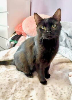 Rescue Domestic Short Hair Cats for Adoption in Rockville, Maryland - Star | PetCurious