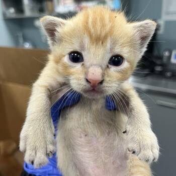 Squirt -  Domestic Short Hair Cat for Adoption in Greensboro, North Carolina - Squirt | PetCurious