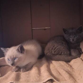 Domestic Short Hair Cats Available for Adoption in Butler, Pennsylvania - Finley And Fillip | PetCurious