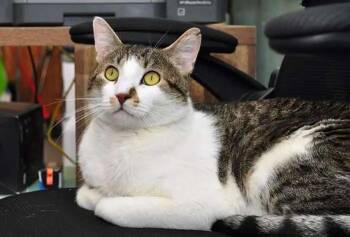 Domestic Short Hair Cats Available for Adoption - Sammy | PetCurious