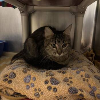Fizzle -  Domestic Medium Hair Cat for Adoption in Kanab, Utah - Fizzle | PetCurious