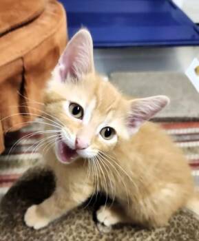 7-up -  Domestic Short Hair Cat for Adoption in Kansas City, Missouri - 7-up | PetCurious