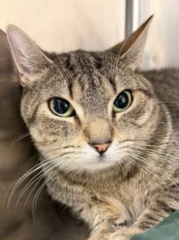 Benjamin -  Domestic Short Hair Cat for Adoption in Pomona, New York - Benjamin | PetCurious