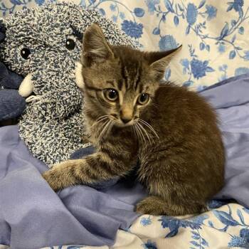 A612221 -  Domestic Short Hair Cat for Adoption in Modesto, California - A612221 | PetCurious