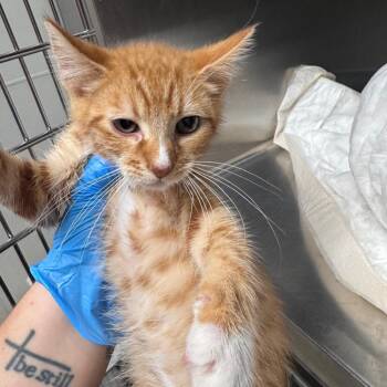 Jax -  Domestic Short Hair Cat for Adoption in Columbiana, Alabama - Jax | PetCurious
