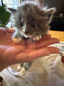 Domestic Long Hair Cats Available for Adoption in Tehachapi, California - AristoCat | PetCurious