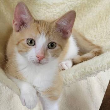 Butter -  Domestic Short Hair Cat for Adoption in Pennsville Township, New Jersey - Butter | PetCurious