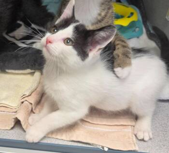 Beast -  Domestic Short Hair Cat for Adoption in Liverpool, New York - Beast | PetCurious