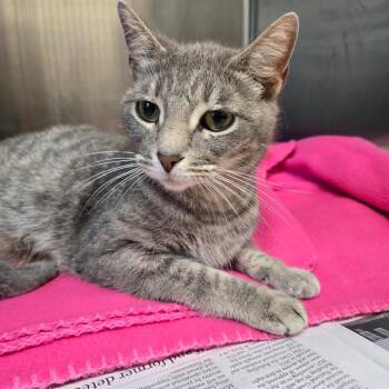 Jolene -  Domestic Short Hair Cat for Adoption in Newport, Tennessee - Jolene | PetCurious