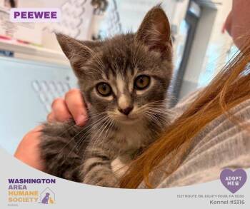 Peewee -  Domestic Medium Hair Cat for Adoption in Eighty Four, Pennsylvania - Peewee | PetCurious