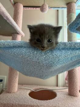 Napoleon -  Domestic Medium Hair Cat Available for Adoption in Martinsburg, West Virginia - Napoleon | PetCurious