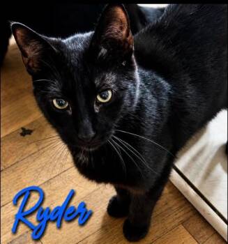 Ryder -  Domestic Short Hair Cat for Adoption in Westland, Michigan - Ryder | PetCurious