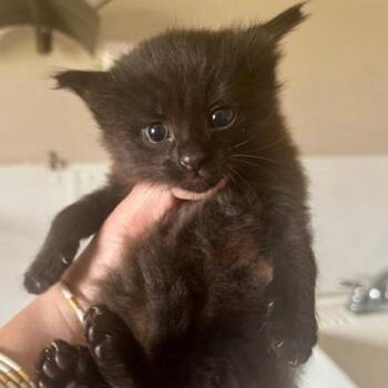 Verne -  Domestic Medium Hair Cat for Adoption in Mooresville, North Carolina - Verne | PetCurious