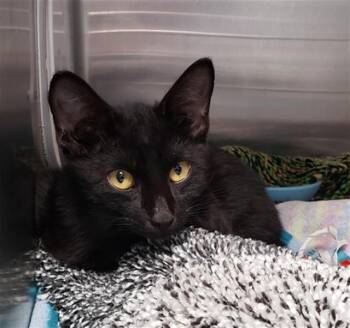 LITTLE JEEP -  Domestic Short Hair Cat for Adoption in Omaha, Nebraska - LITTLE JEEP | PetCurious