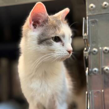 Domestic Short Hair Cats Available for Adoption - Be Mine | PetCurious