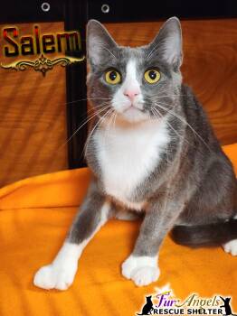 Rescue Domestic Short Hair Cats for Adoption in Ottawa Hills, Ohio - Salem - Polydactyl | PetCurious