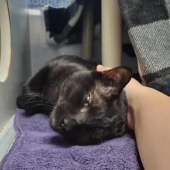 Bravo -  Domestic Short Hair Cat for Adoption in Walker, Michigan - Bravo | PetCurious