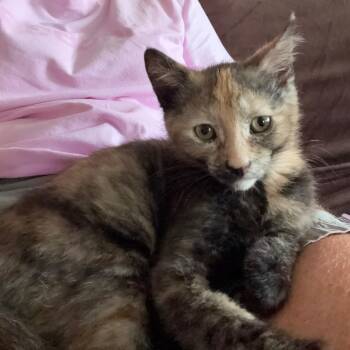 Macchiatto -  Dilute Tortoiseshell Cat for Adoption in Washington, Pennsylvania - Macchiatto | PetCurious