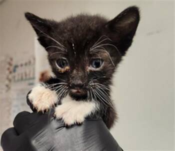 TIPPER -  Domestic Short Hair Cat for Adoption in Fort Lauderdale, Florida - TIPPER | PetCurious